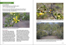 Southwest Medicinal Plants