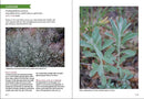 Southwest Medicinal Plants