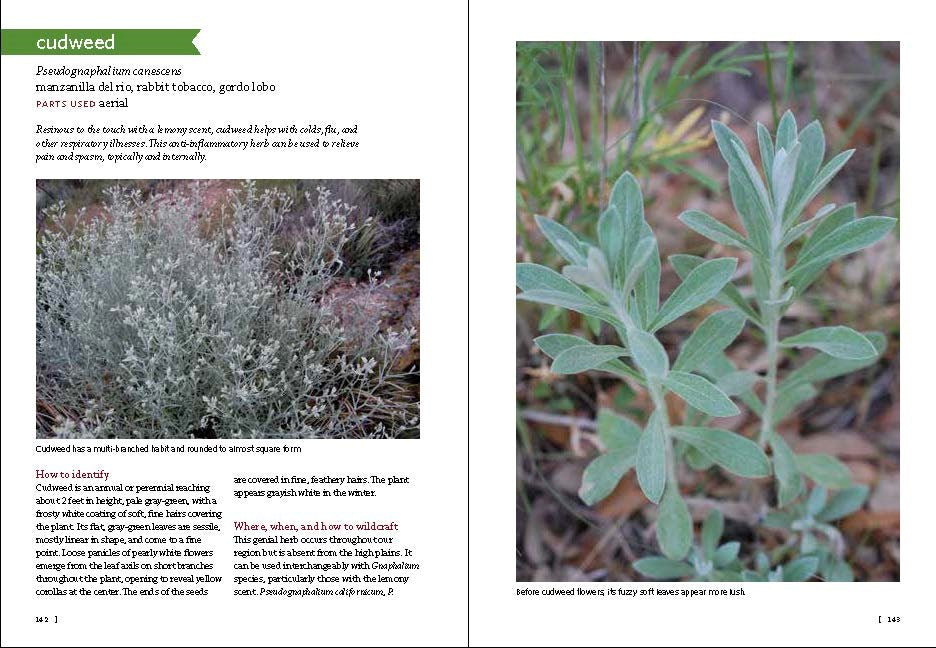 Southwest Medicinal Plants