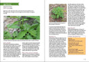 Southwest Medicinal Plants