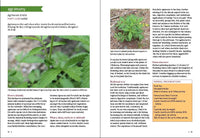 Southwest Medicinal Plants