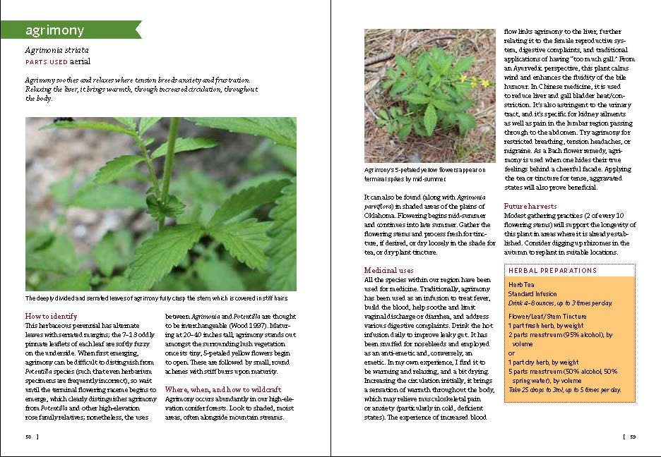 Southwest Medicinal Plants
