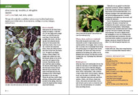 Southwest Medicinal Plants