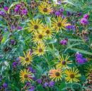 Mini Meadows