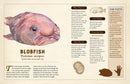 A Curious Collection of Peculiar Creatures