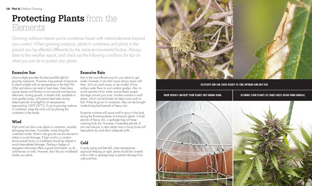 Growing Marijuana