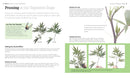 Growing Marijuana