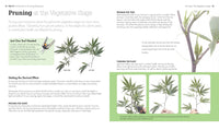 Growing Marijuana