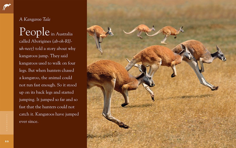 Kangaroos