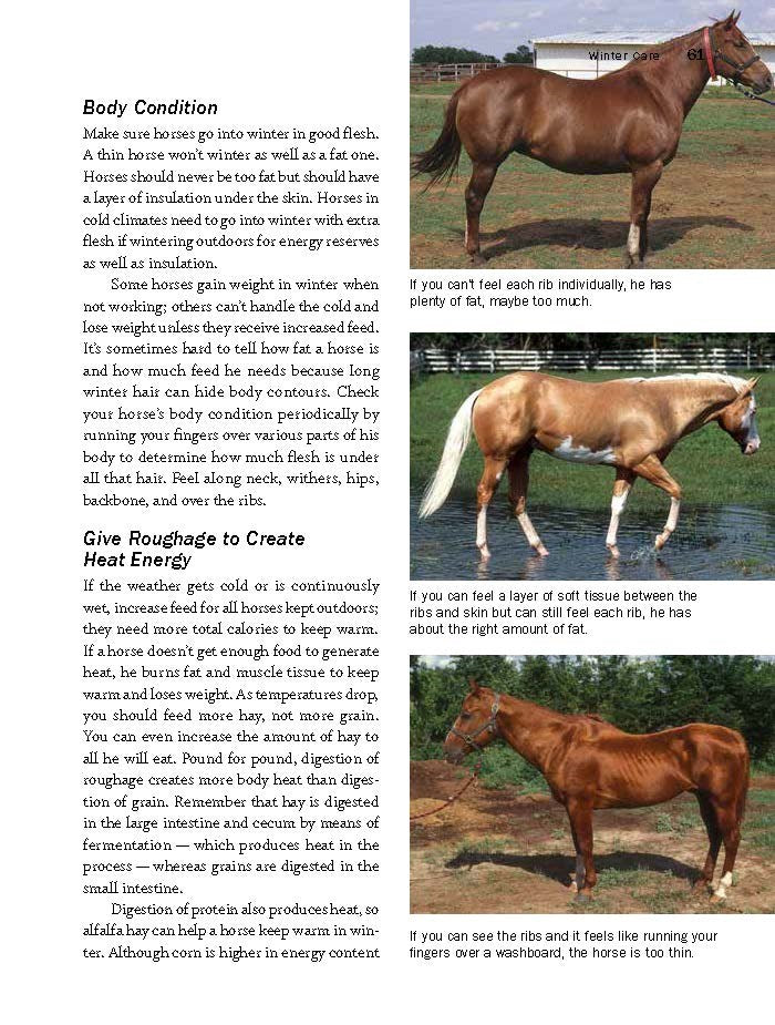 Storey's Guide to Raising Horses, 3rd Edition