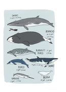 Ocean Anatomy: The Curious Parts & Pieces of the World under the Sea