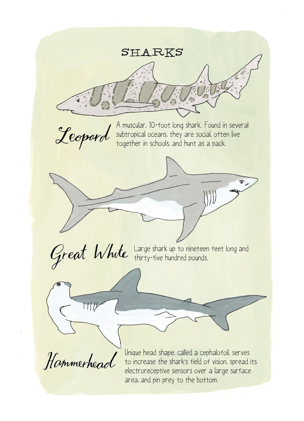 Ocean Anatomy: The Curious Parts & Pieces of the World under the Sea