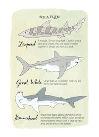Ocean Anatomy: The Curious Parts & Pieces of the World under the Sea