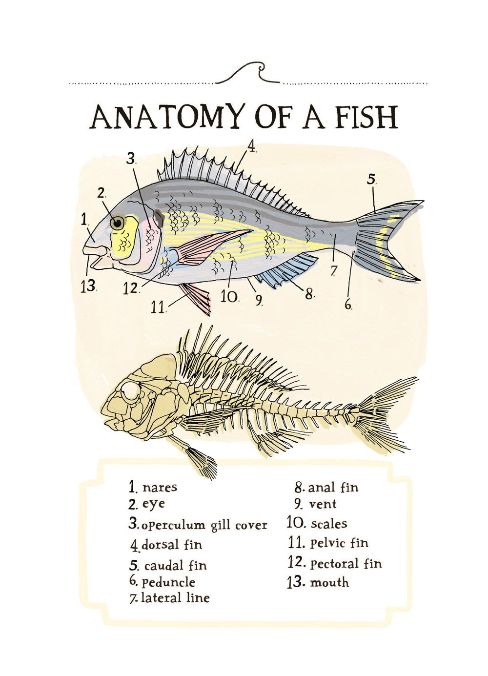 Ocean Anatomy: The Curious Parts & Pieces of the World under the Sea