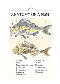 Ocean Anatomy: The Curious Parts & Pieces of the World under the Sea