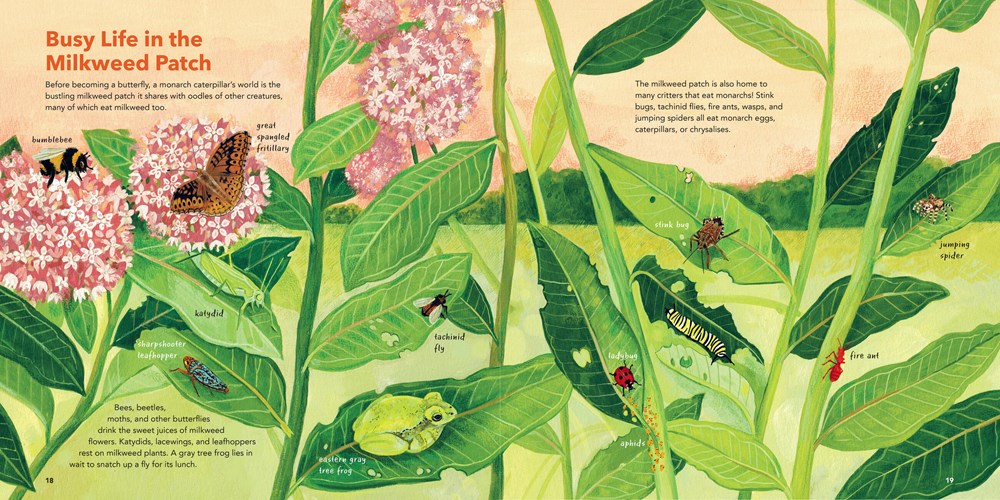 Monarch Butterflies