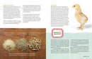 An Absolute Beginner's Guide to Keeping Backyard Chickens