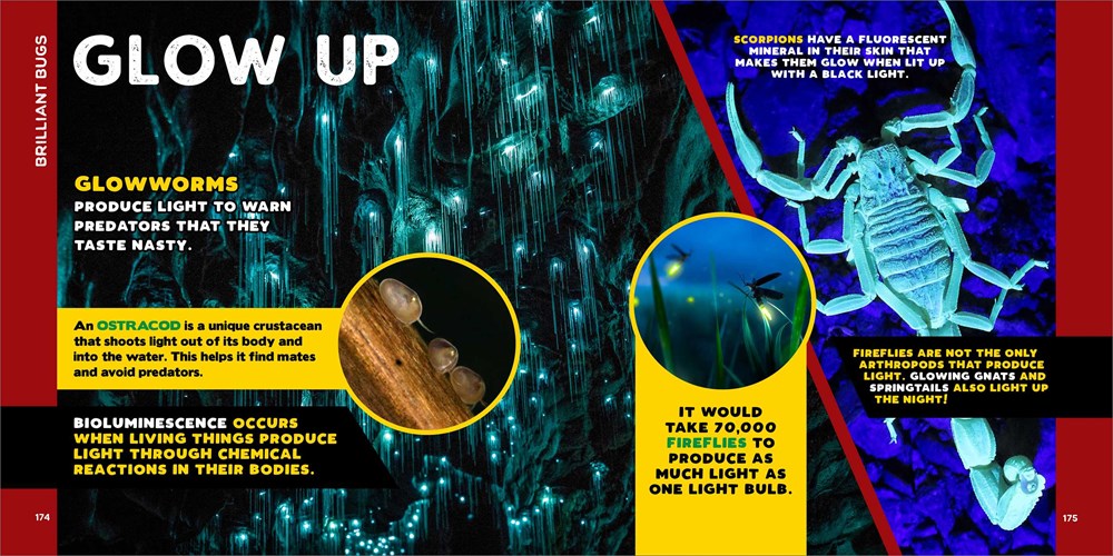 The Fascinating Bug Book for Kids: 500 Startling Facts! (Fascinating Facts)