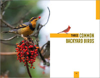 North American Bird Watching for Beginners: Field Notes on 150 Species to Start Your Birding Adventures (Bird Watching Adventures)