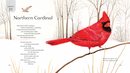All Creation Waits ― Children's Edition: The Advent Mystery of New Beginnings for Children