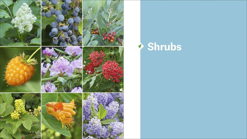 The Pacific Northwest Native Plant Primer
