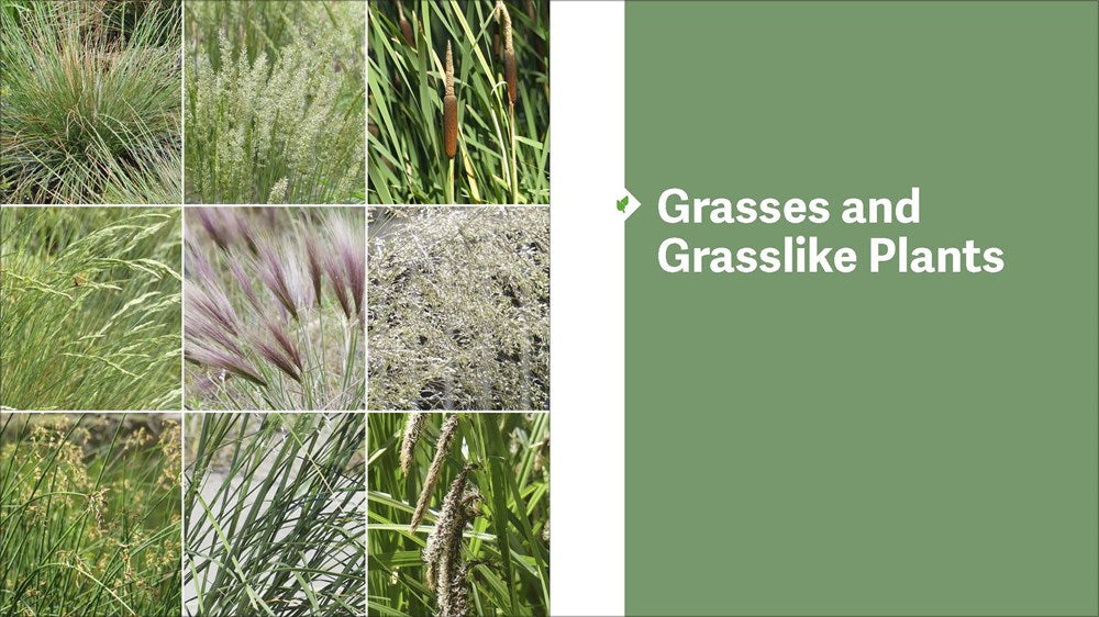 The Pacific Northwest Native Plant Primer