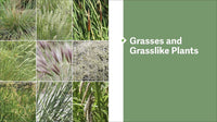 The Pacific Northwest Native Plant Primer