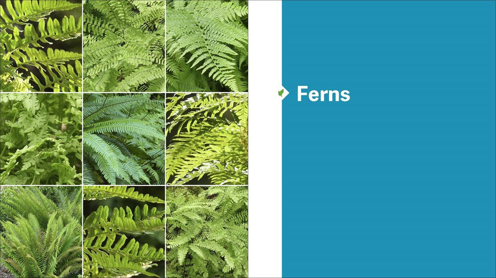 The Pacific Northwest Native Plant Primer