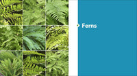The Pacific Northwest Native Plant Primer