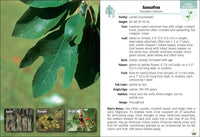 Trees of the Carolinas Field Guide