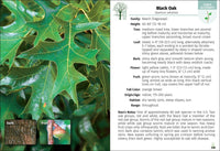 Trees of the Carolinas Field Guide