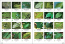 Trees of the Carolinas Field Guide