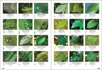 Trees of the Carolinas Field Guide