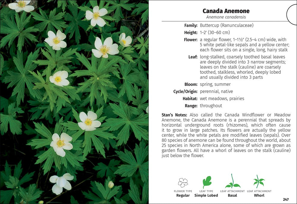 Wildflowers of Wisconsin Field Guide