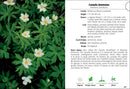 Wildflowers of Wisconsin Field Guide