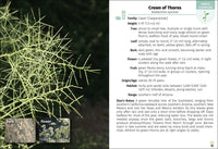 Trees of Arizona Field Guide