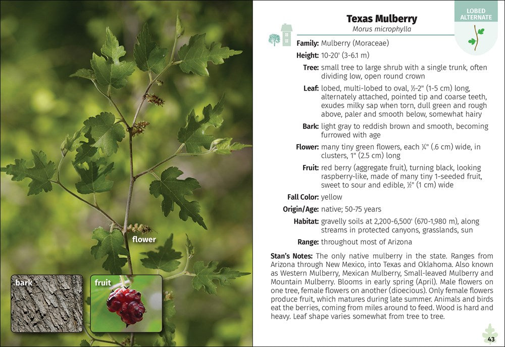 Trees of Arizona Field Guide