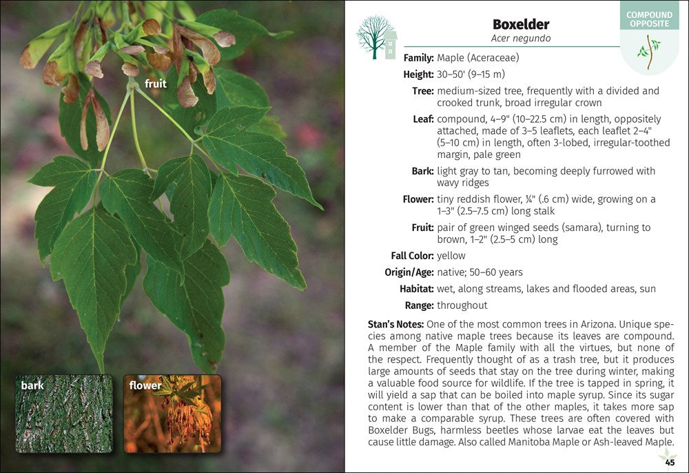 Trees of Arizona Field Guide