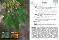 Trees of Arizona Field Guide