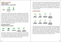 Trees of Arizona Field Guide