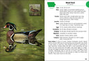Birds of Iowa Field Guide