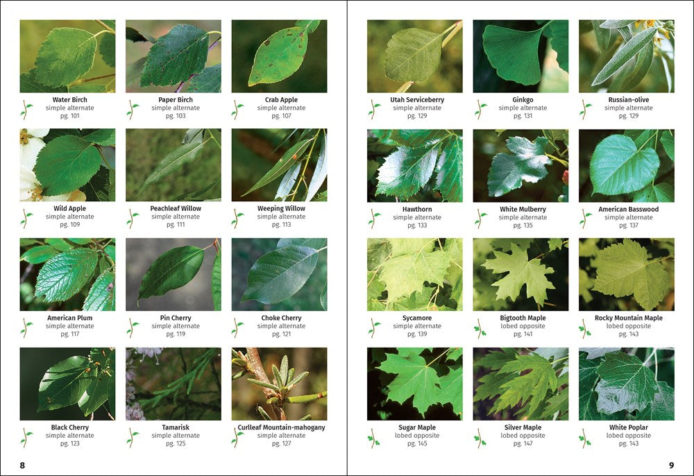 Trees of Colorado Field Guide