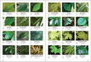 Trees of Colorado Field Guide