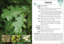 Trees of Colorado Field Guide