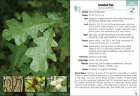 Trees of Colorado Field Guide