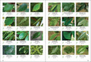 Trees of Missouri Field Guide