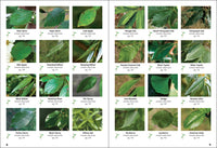 Trees of Missouri Field Guide