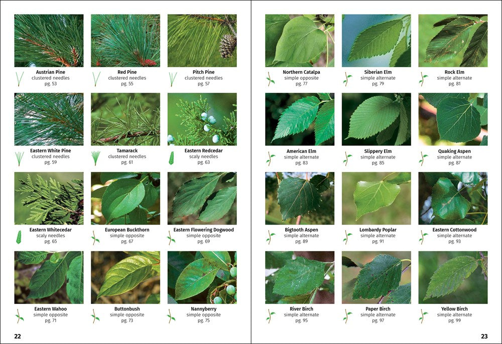 Trees of Indiana Field Guide