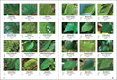 Trees of Indiana Field Guide