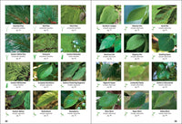 Trees of Indiana Field Guide